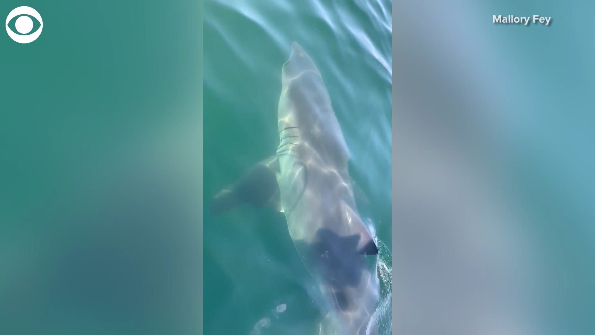 Ohio Girl Bitten By Shark On New Smyrna Beach Florida Wfmynews2 Com