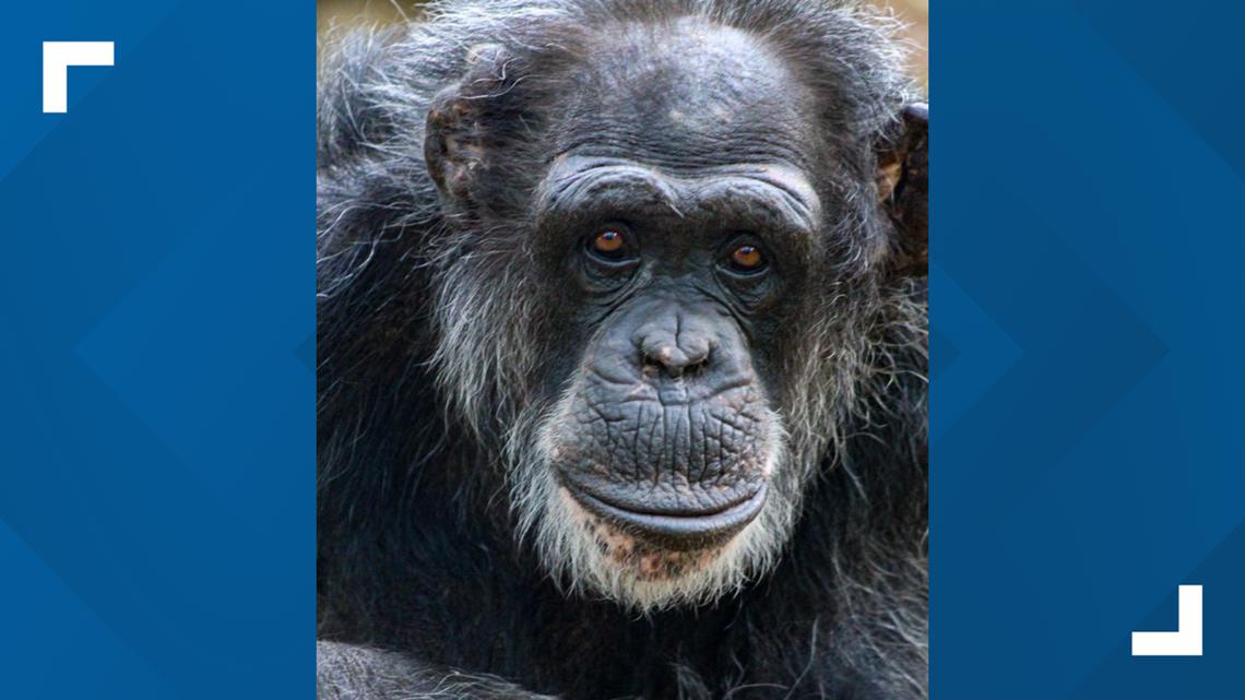 North Carolina Zoo euthanizes oldest chimpanzee after age-related decline