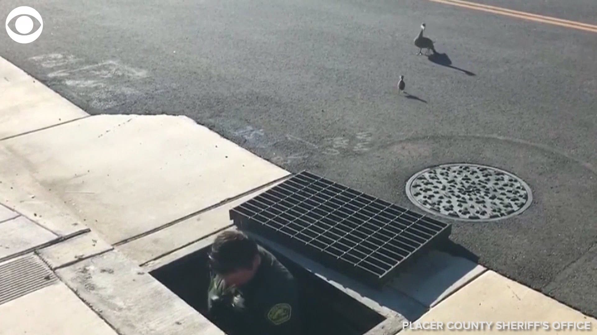 These ducklings ran straight to their mom after police rescued them in Auburn, CA. The Placer County Sheriff's Office shared the video over the weekend.