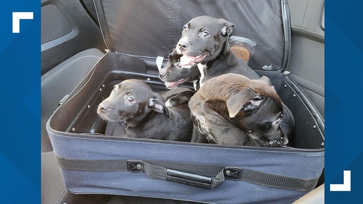 Puppies found abandoned in a suitcase now looking for a new home