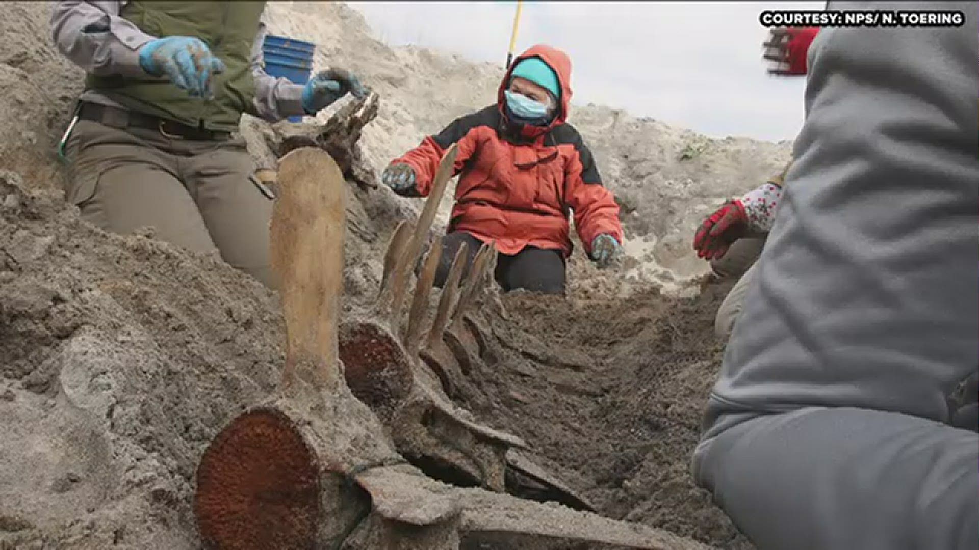 Cape Lookout National Seashore staff along with those from the Bonehenge Whale Center in Beaufort dug up a whale’s carcass over the weekend.