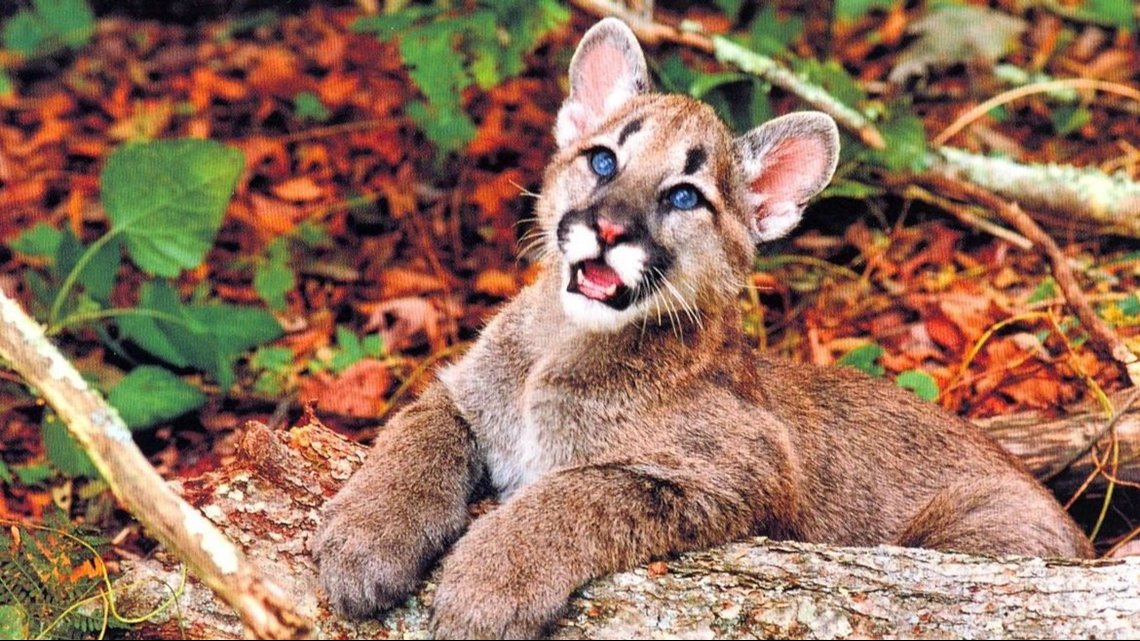 Grandfather Mountain’s ‘Aspen’ The Cougar Dies After Tooth Removal