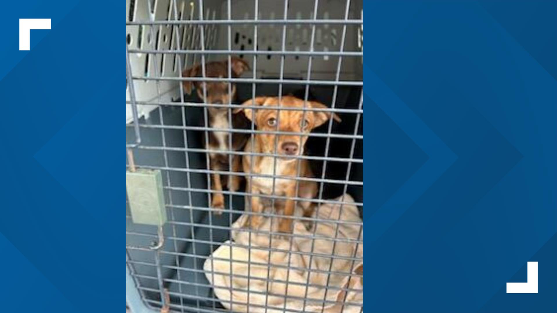 Arrests made in High Point animal cruelty case | wfmynews2.com