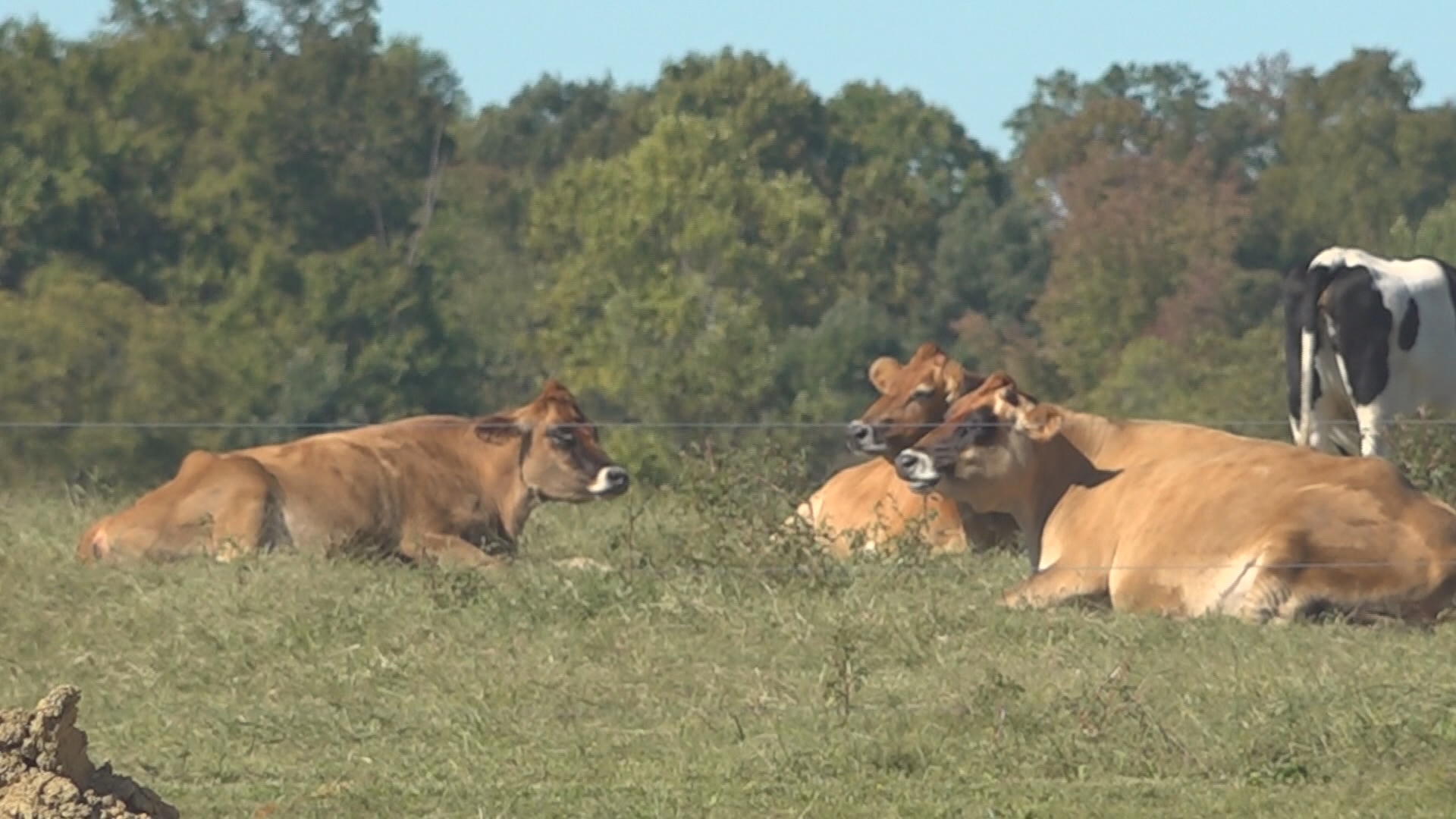 Some farmers lost everything during the storm and are now sorting out how they’ll make ends meet.