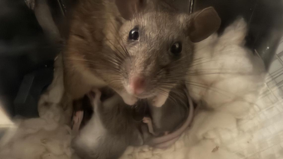 Three Allegheny woodrat pups born at Greensboro Science Center in conservation effort