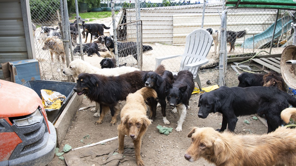 Compass Dog Rescue 114 dogs rescued from Hertford Co. high-volume breeder | wfmynews2.com