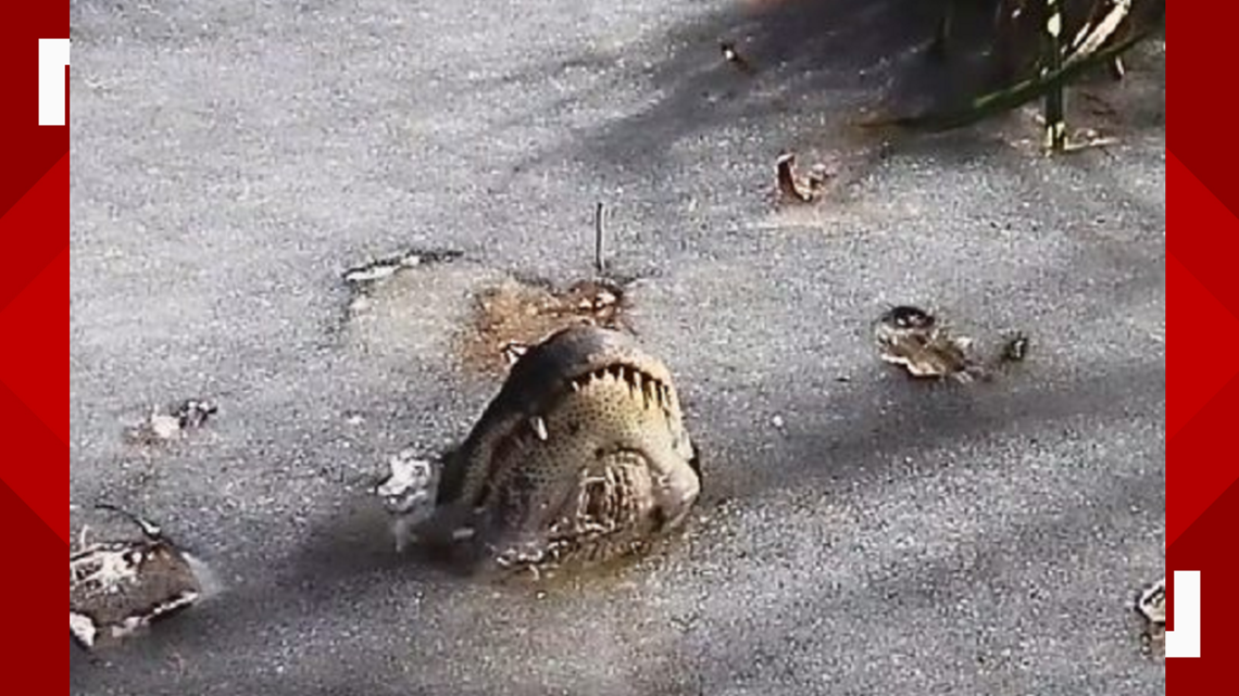 NC Alligators In Swamp Freeze In Place With Noses Above Ice