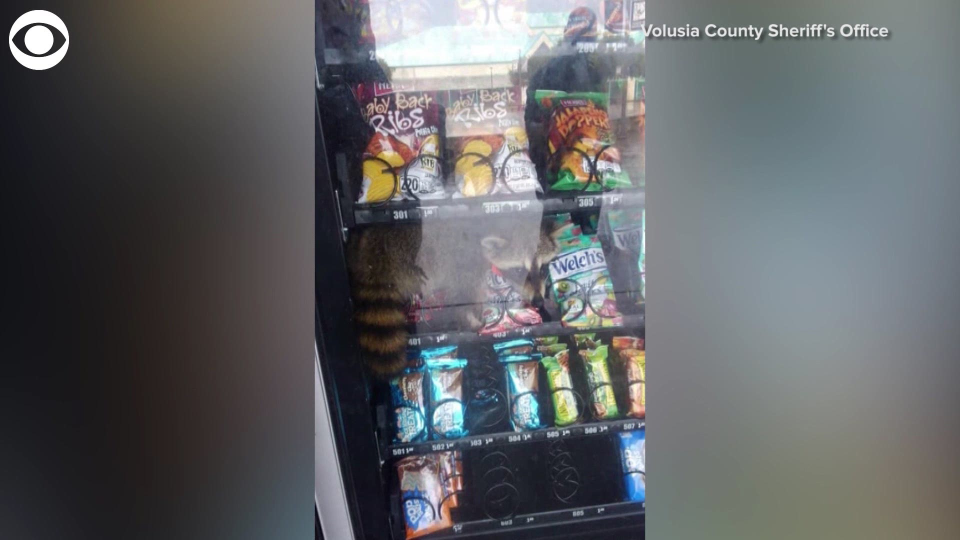 The Volusia County Police in Florida were called to Pine Ridge High School about a theft in progress Wednesday. The thief was a raccoon stuck in a vending machine. Animal control and a vending machine operator were called to free the snack bandit. The vending machine was rolled out of the building and the raccoon scampered to freedom.