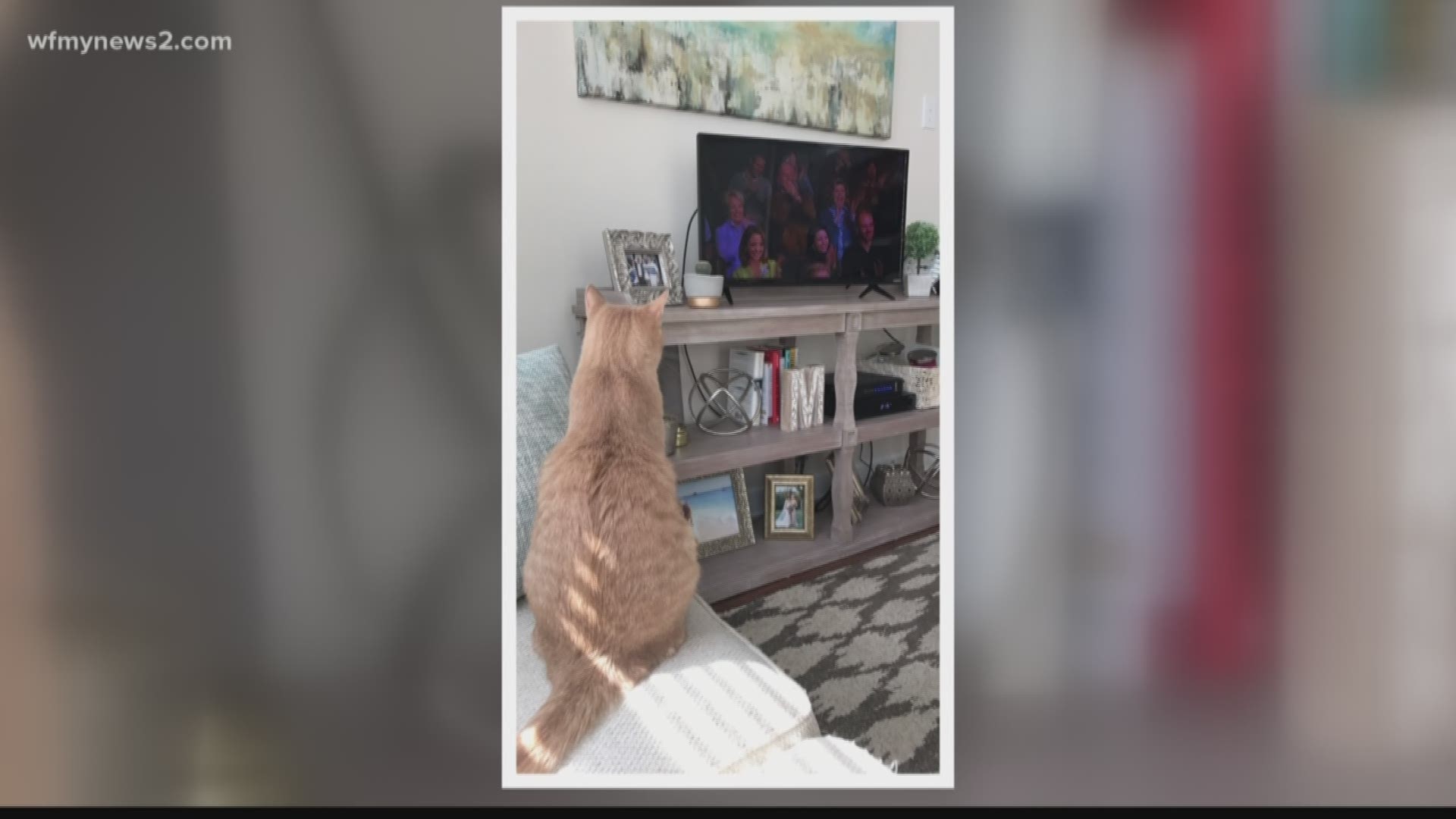 Have you ever caught your pet watching TV?