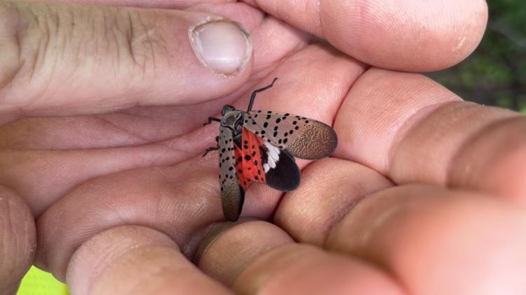Spotted lanternfly is invasive and could ruin your plants