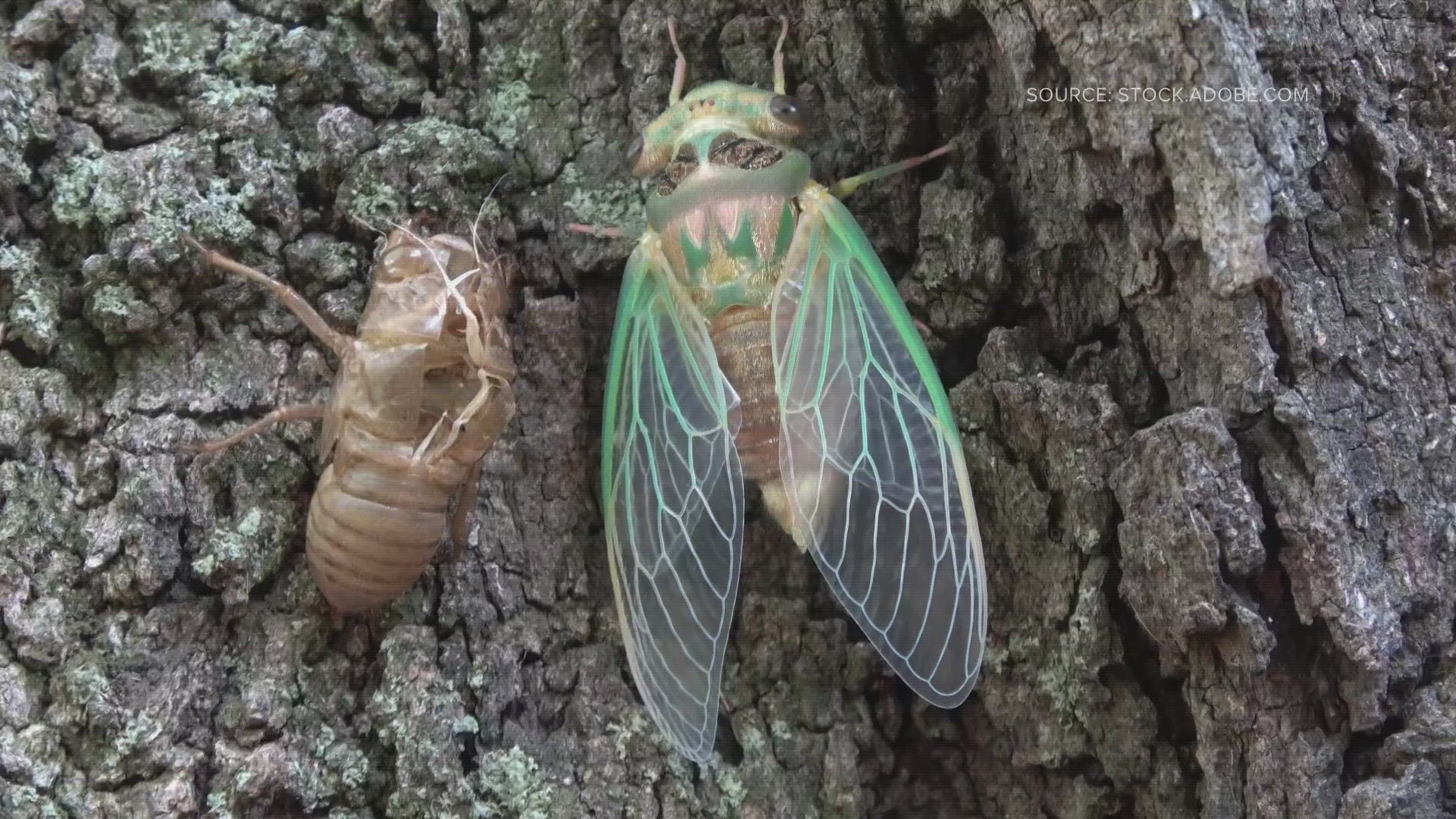 Cicadas in the ground for 13 and 17 years will emerge this year.