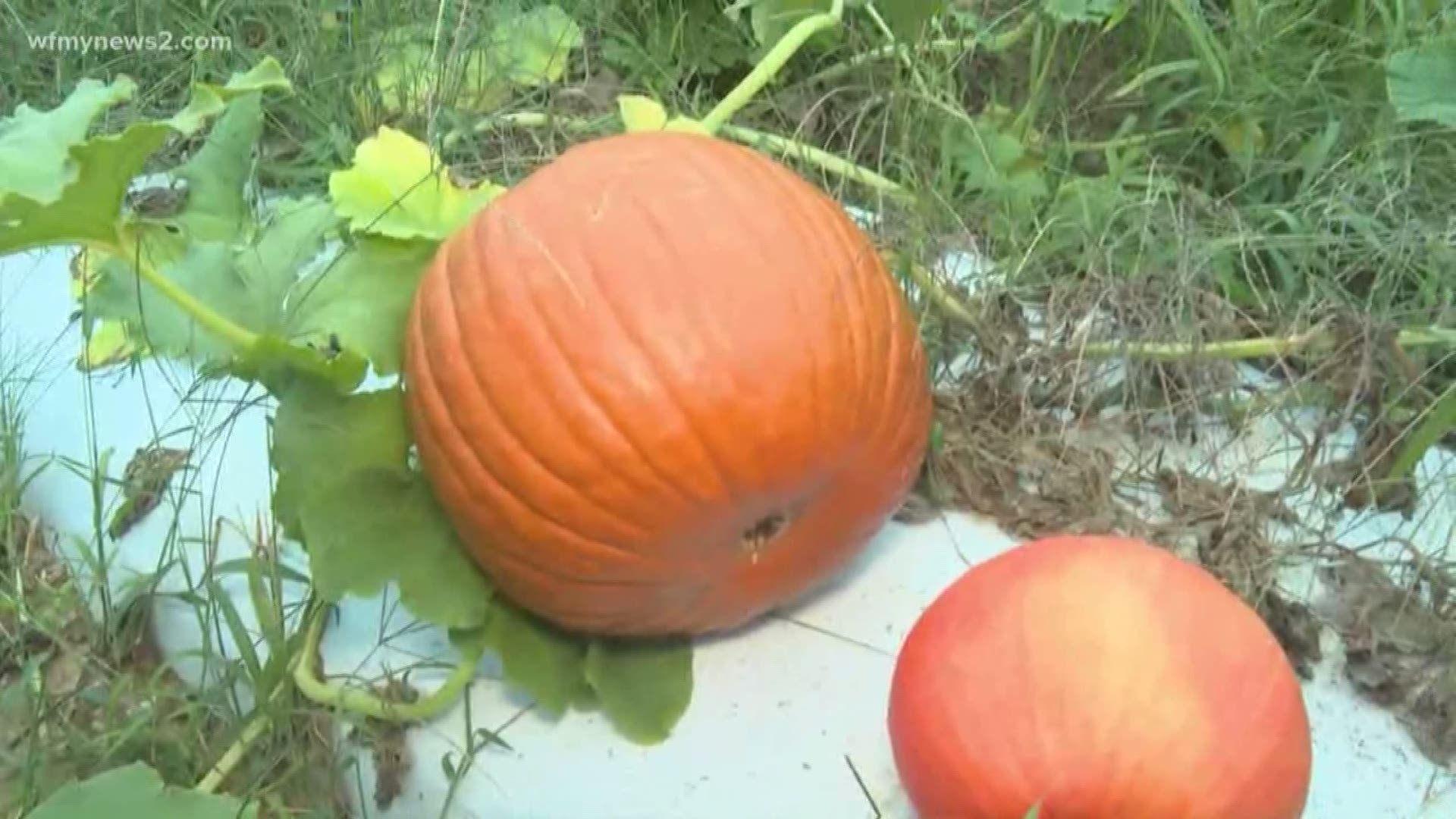 Hot and dry weather could make for a shorter pumpkin harvest.