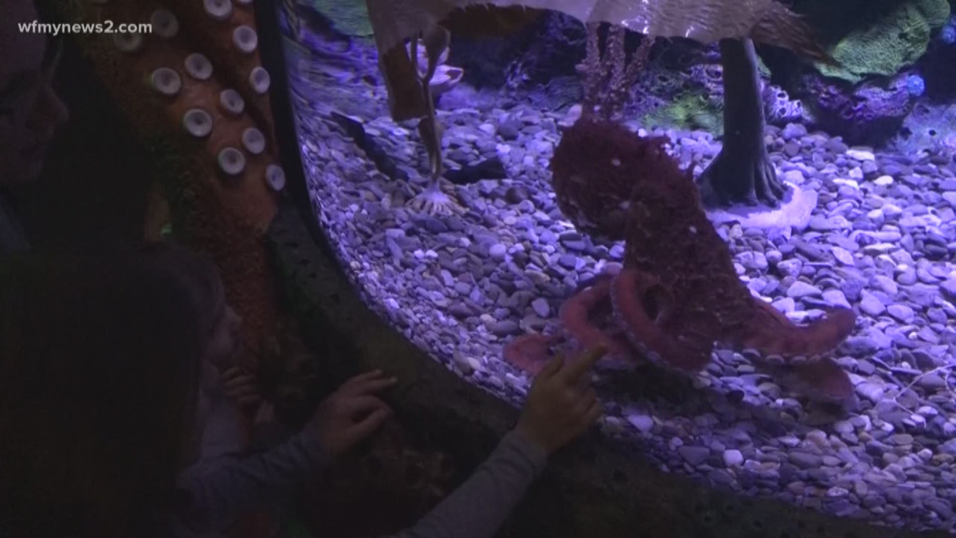 There's a new octopus for your family to check out!
The Greensboro Science Center now home to a new Giant Pacific Octopus.