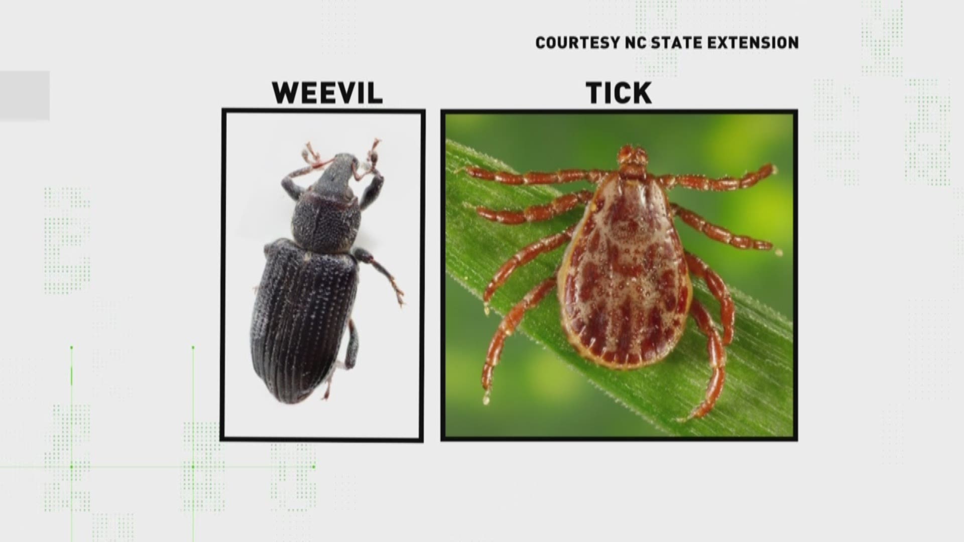 You ask; we VERIFY. A viewer inquired about the real identity about a common spring bug that looks like a flying tick.