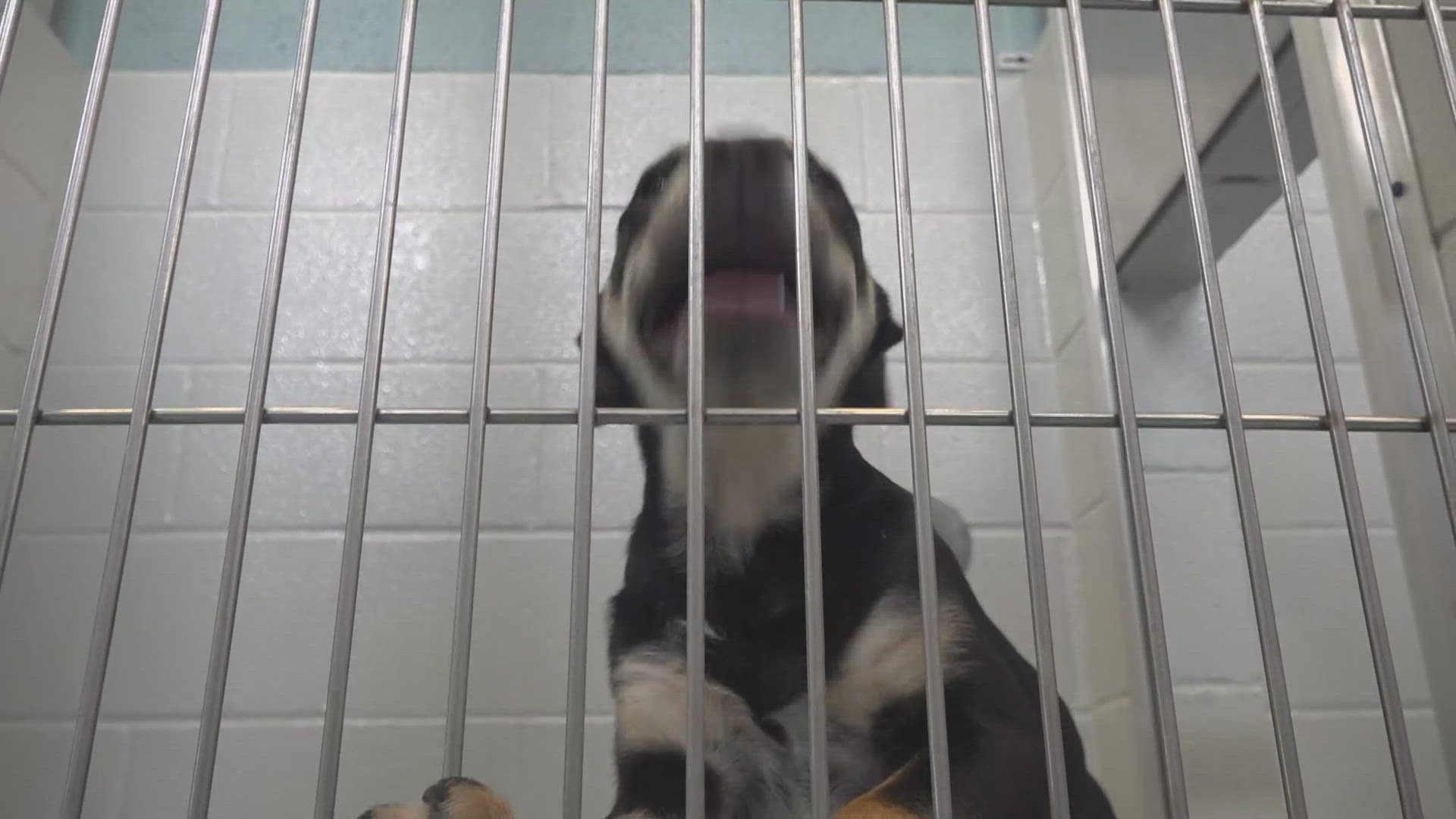 Guilford County Animal Services is seeing an increase in the amount of dogs coming in with Parvo.