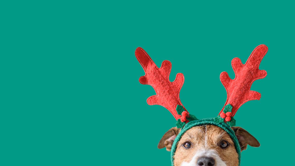 Puppy Scams: Don't Lose Your Money This Holiday 