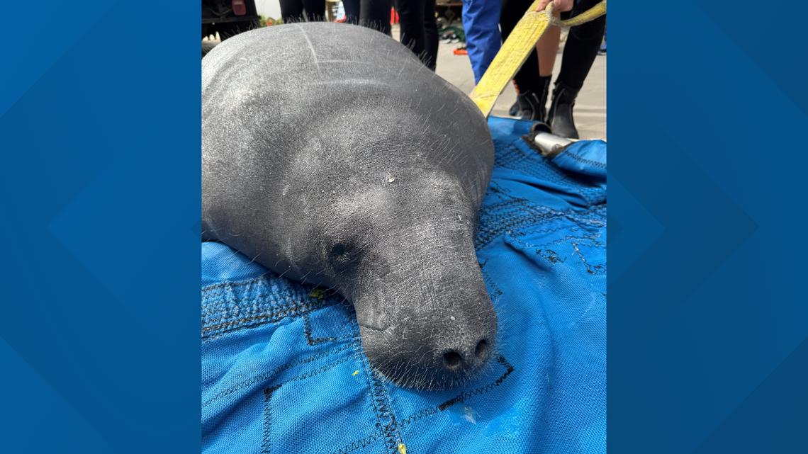 Manatee rescued in North Carolina released in Florida | wfmynews2.com