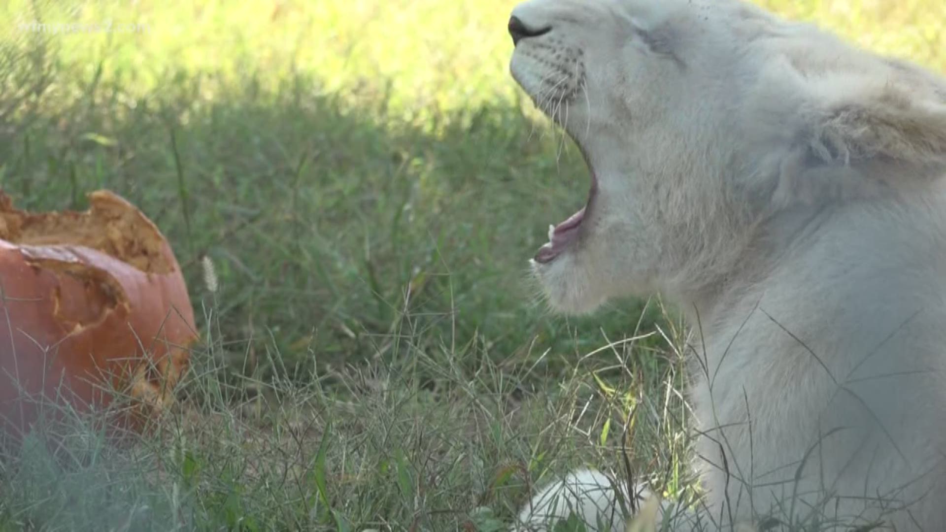 White Lion with deformity given a second chance