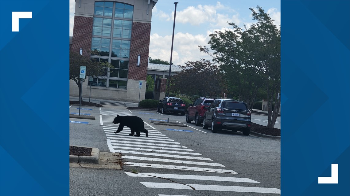 Black bear spotted at Kernersville Cone Health MedCenter