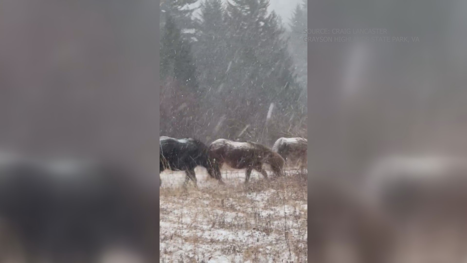 One viewer saw wild ponies enjoying the snow in Virginia. Others shared pretty scenes near Boone, NC.
