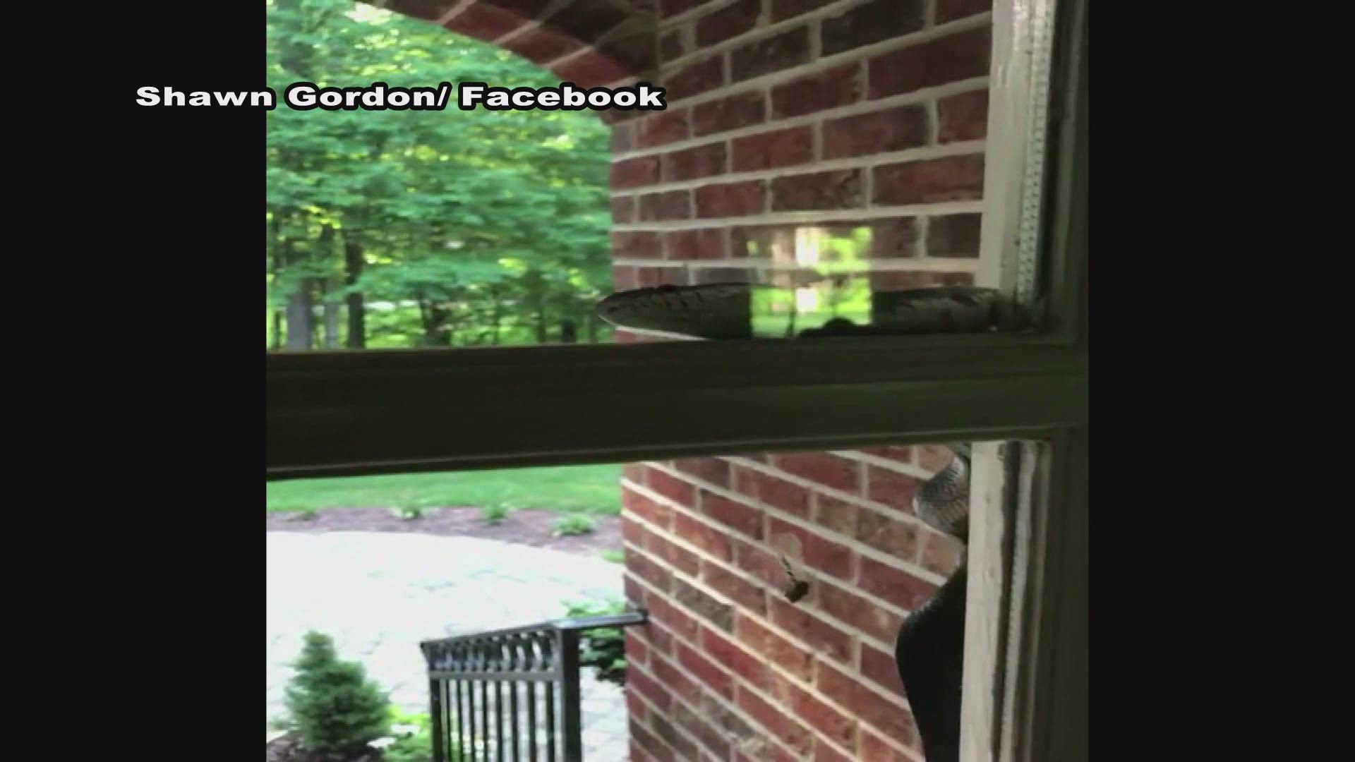 A Wake Forest family was greeted by a big snake crawling up their front door on Friday morning.