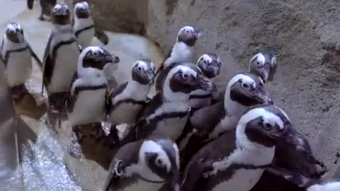 A bunch of penguin and otter fun at the Greensboro Science Center