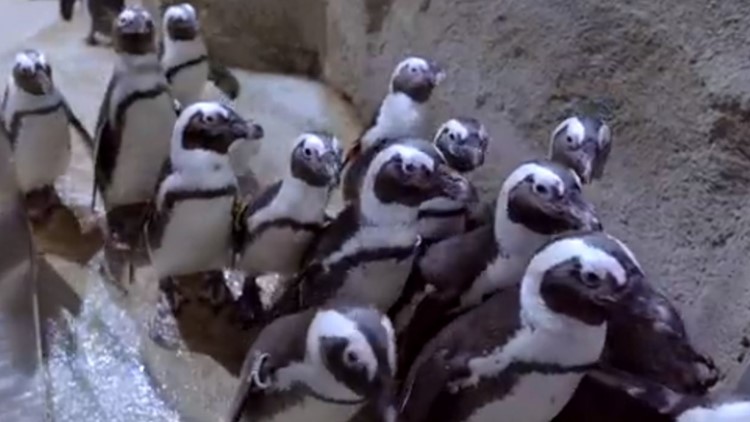 Penguins, otters, oh... my!  Day in the life of an aquarist at Greensboro Science Center