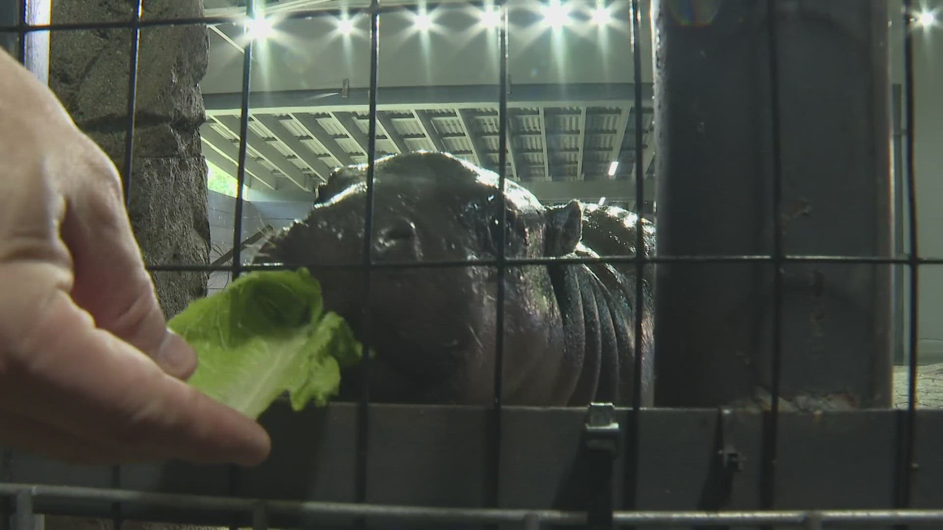 WFMY News 2's Eric Chilton gets up close and personal with the Pygmy Hippos at the Greensboro Science Center.