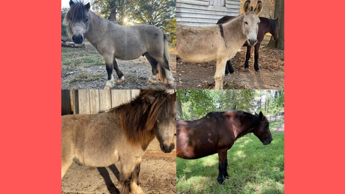 Mini horses and a donkey missing from Guilford County home - Vimarsana News