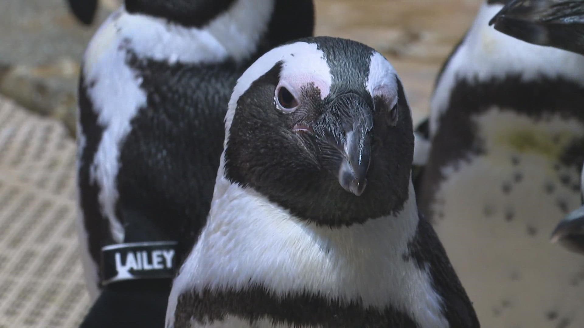 A new Greensboro Science Center program gets you up close and personal with the penguins.