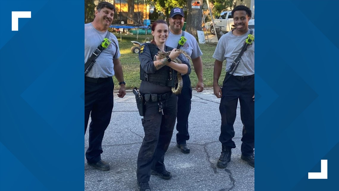 HPFD rescue pet python off home roof - Vimarsana News