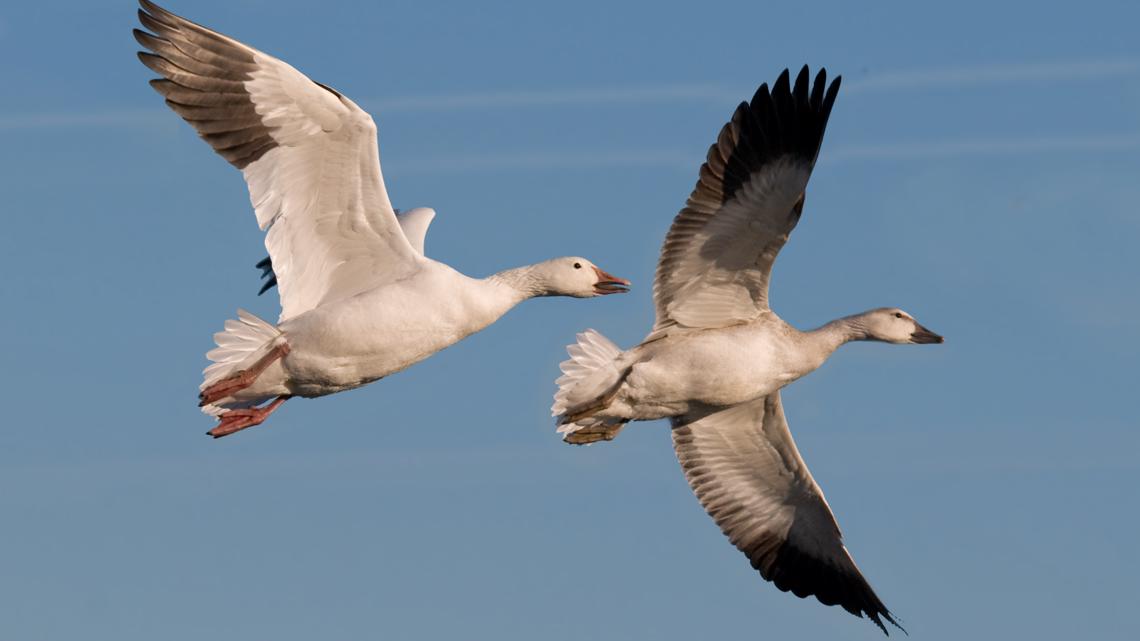 North Carolina sees thousands of cases of avian flu in poultry, wild ...