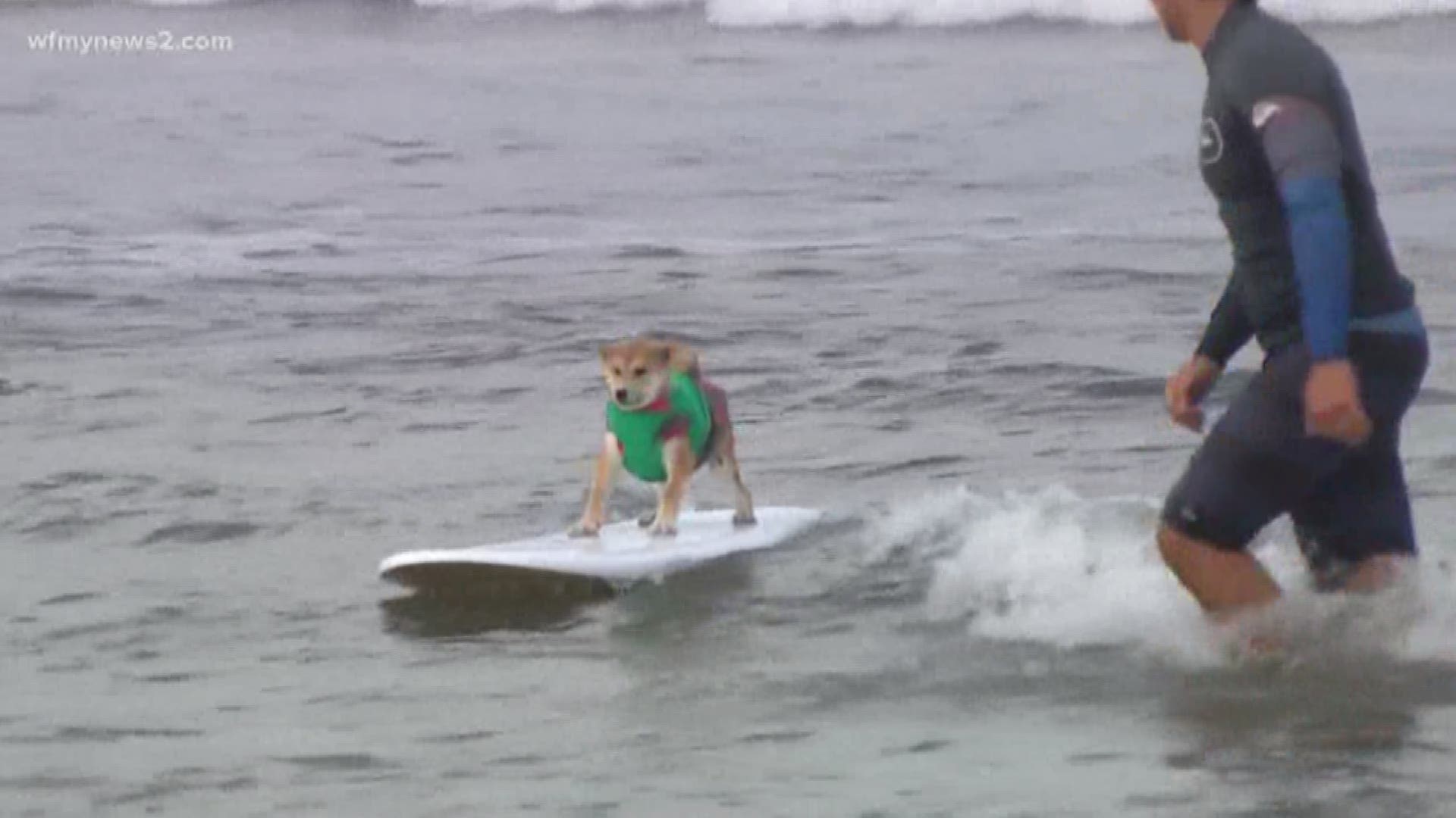 Surf’s up, dude – or should we say “dog.” More than 70 dogs competed in an annual surfing competition, in which all proceeds benefit homeless pets.