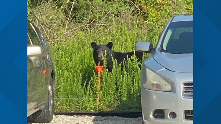 Bear spotted in Greensboro near Procter & Gamble expansion site