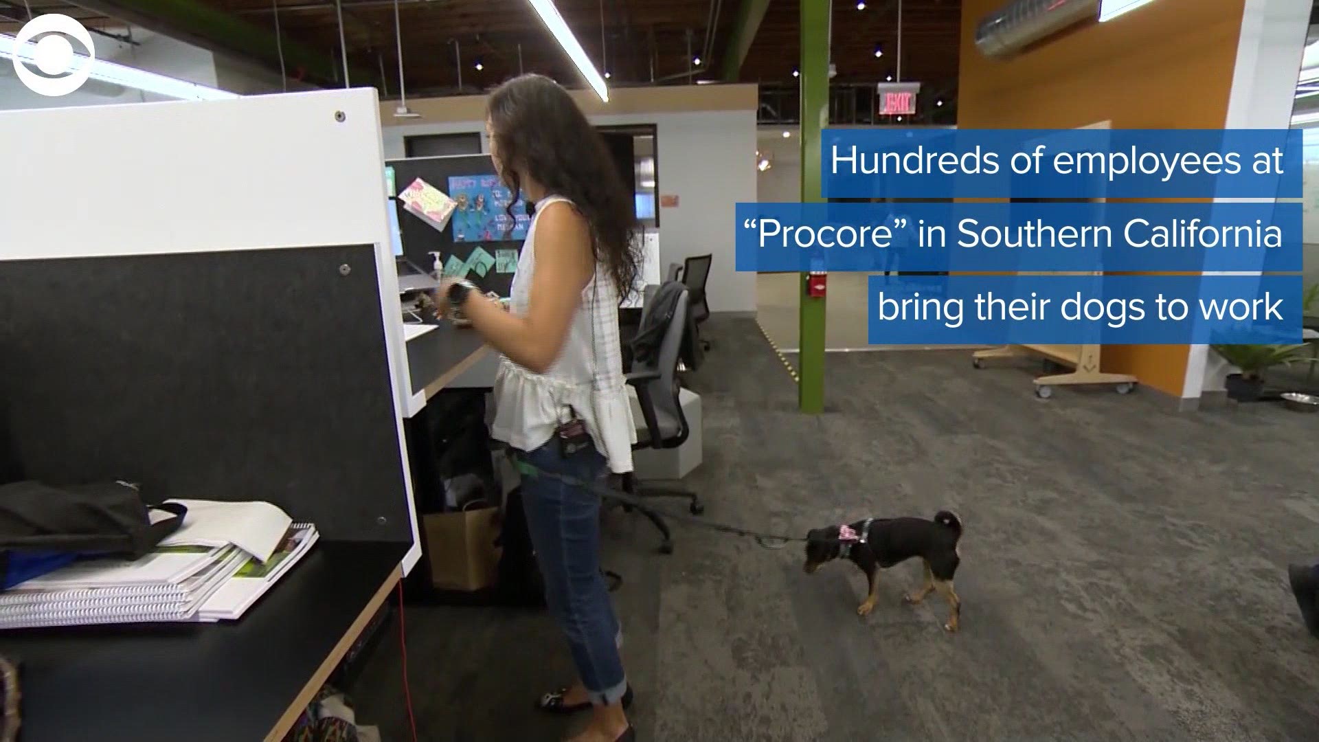 New research suggests that companies may want to allow pets in the office every day.
