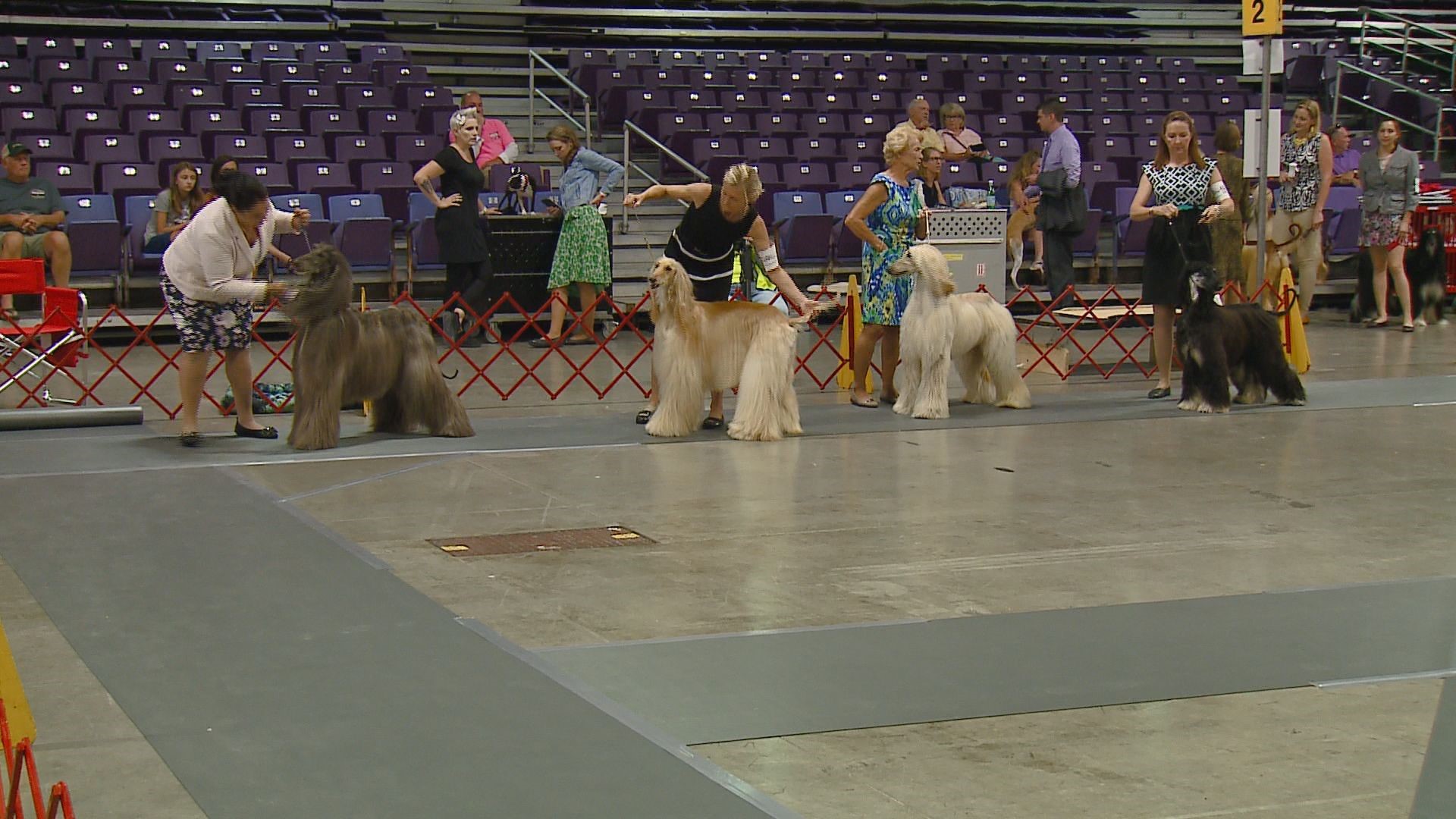 Dogs take over Greensboro Coliseum this weekend | wfmynews2.com