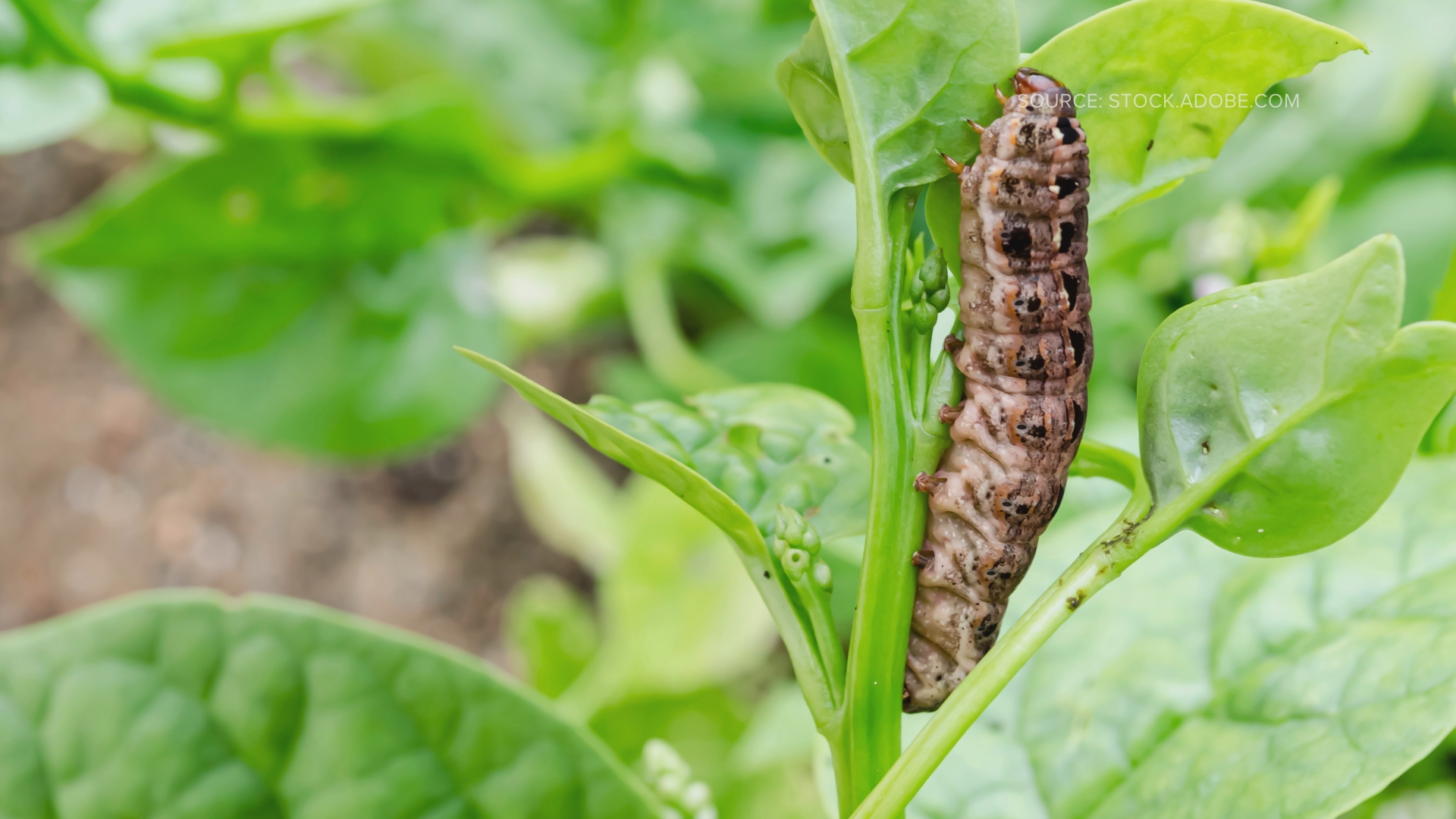 The pests appear every year, but this year they’ll show up in larger numbers this year.