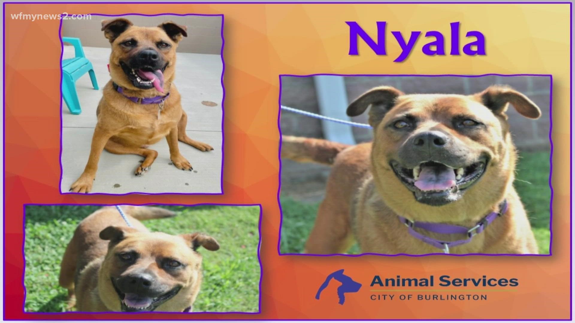 Let's get Nyala adopted!