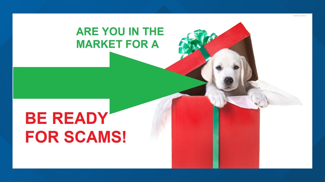 Gifting a pet? Watch out for puppy scams this holiday season