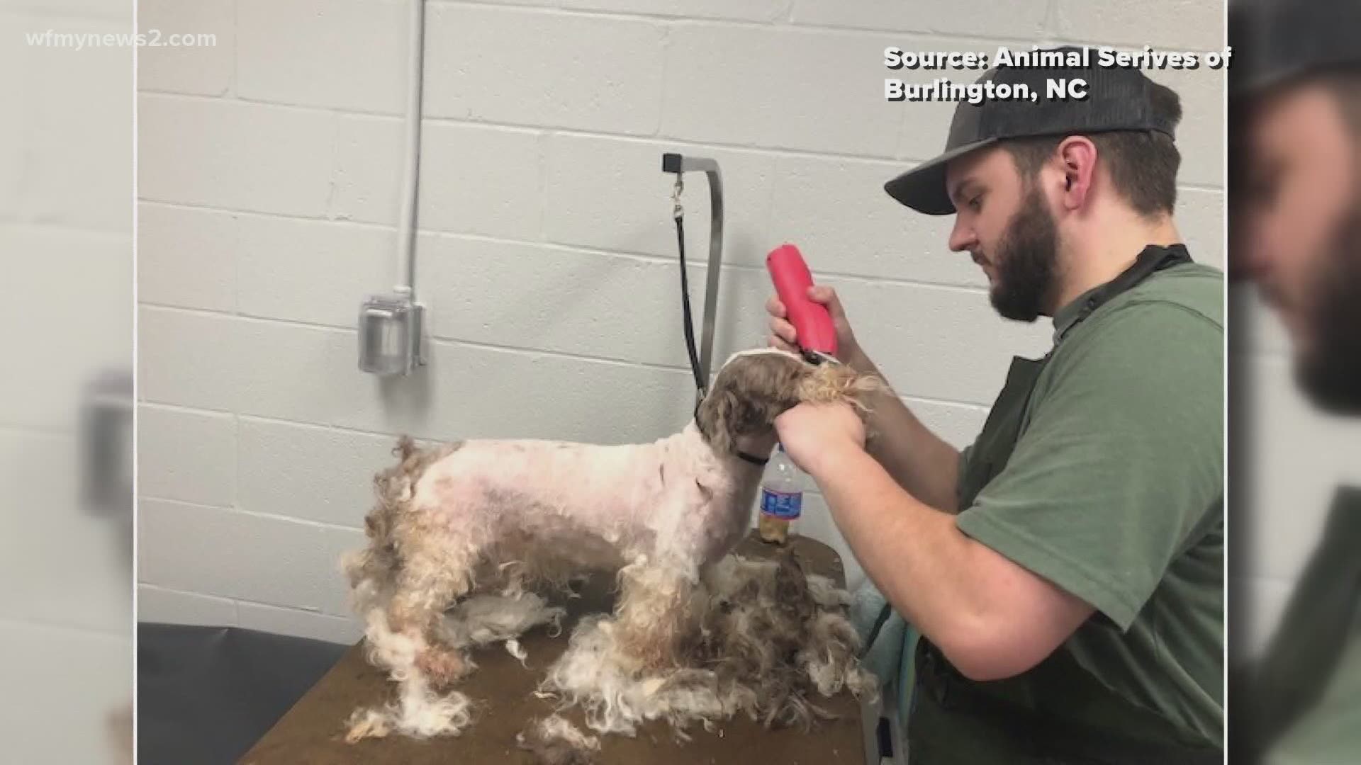 Burlington Animal Services says it's rare to encounter a situation where nine dogs of any breed are dropped off by the roadside.