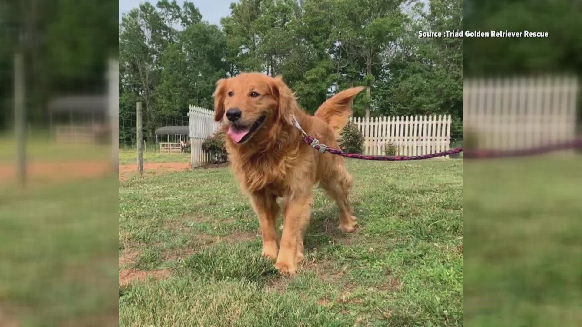Diesel is an 8-year-old Golden Retriever. He loves people, does OK with other dogs, and isn't a big fan of cats.