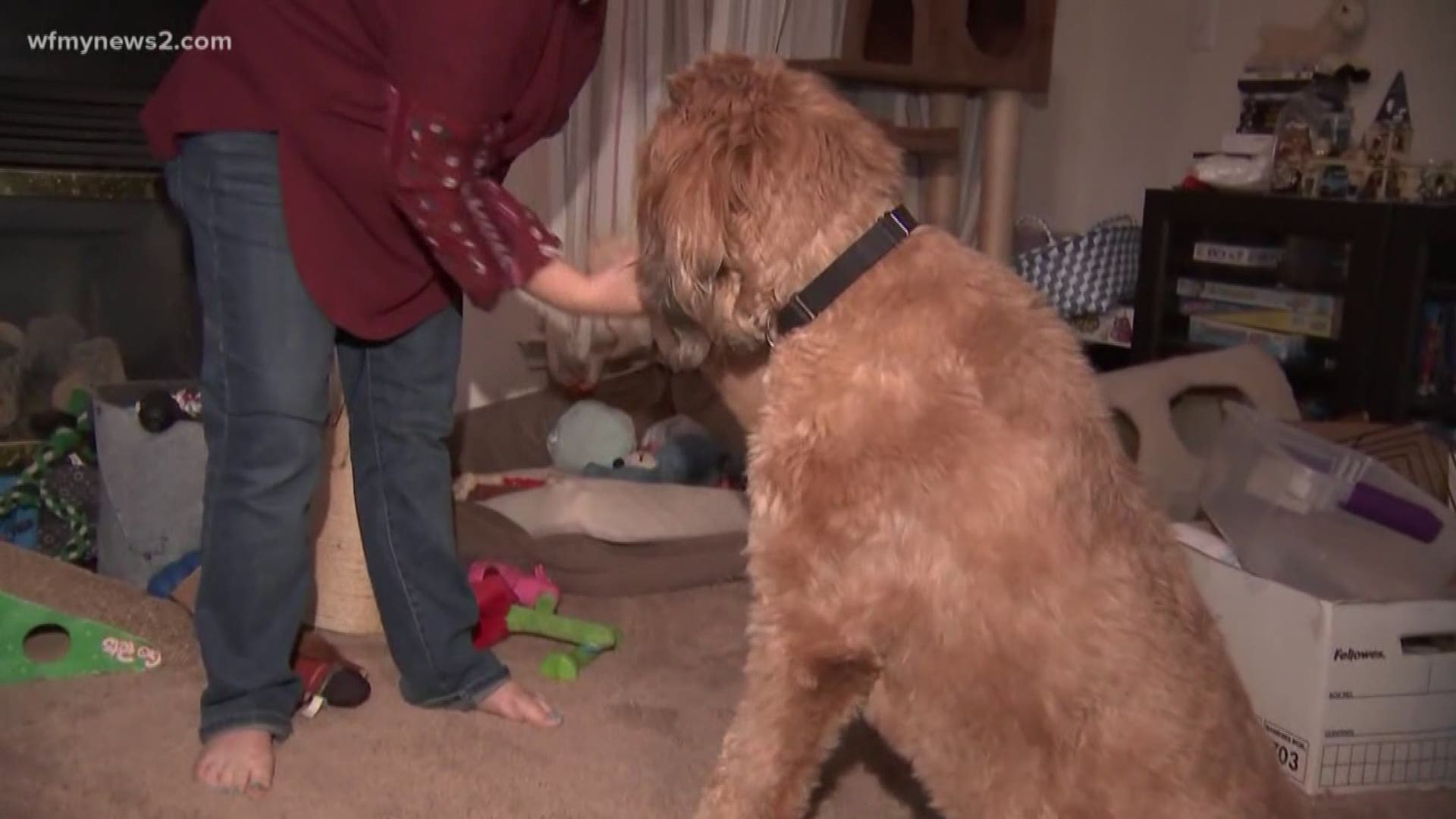Nearly 50 complaints came in after a company that sold service dogs didn’t deliver on exactly what was promised.