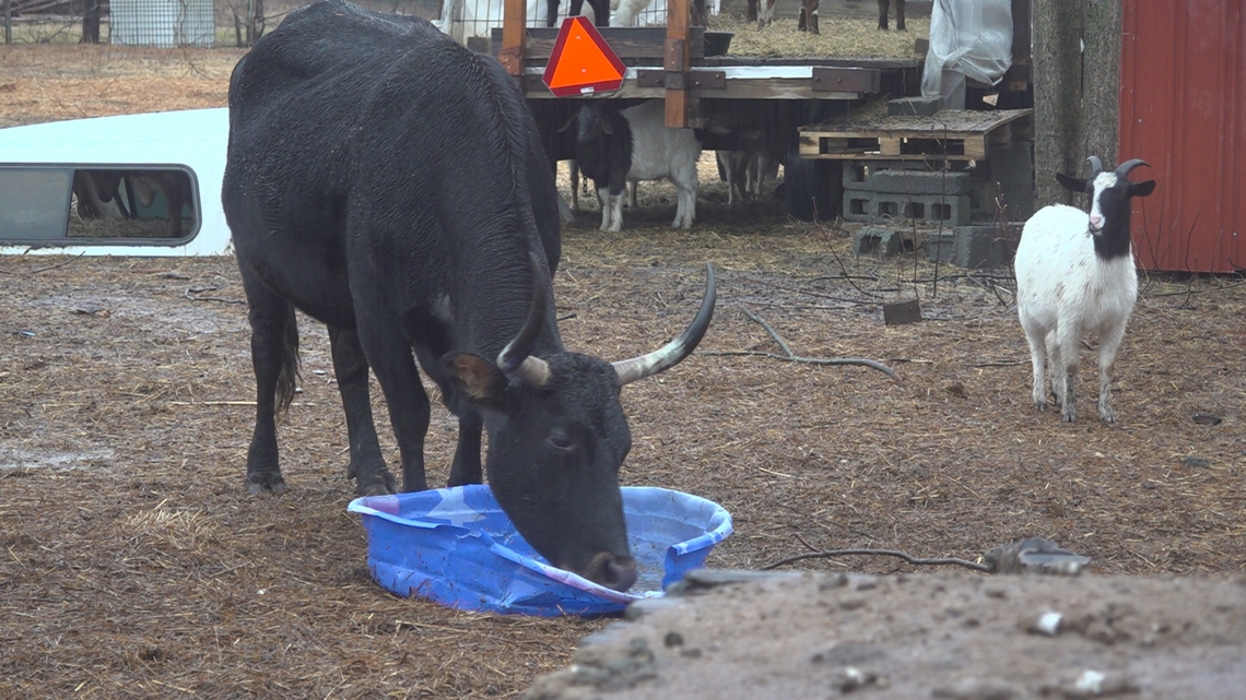 After one of the driest Januaries on record, rain offers hope for local farmers