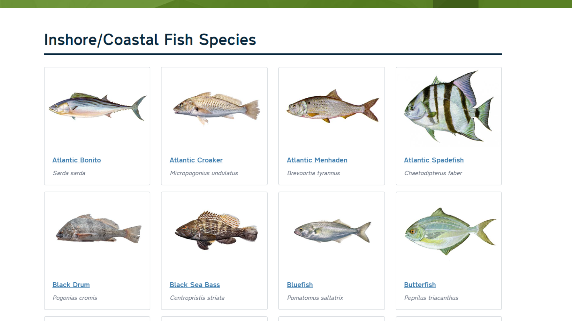 What a catch! Free tool helps North Carolina fisherfolk identify common