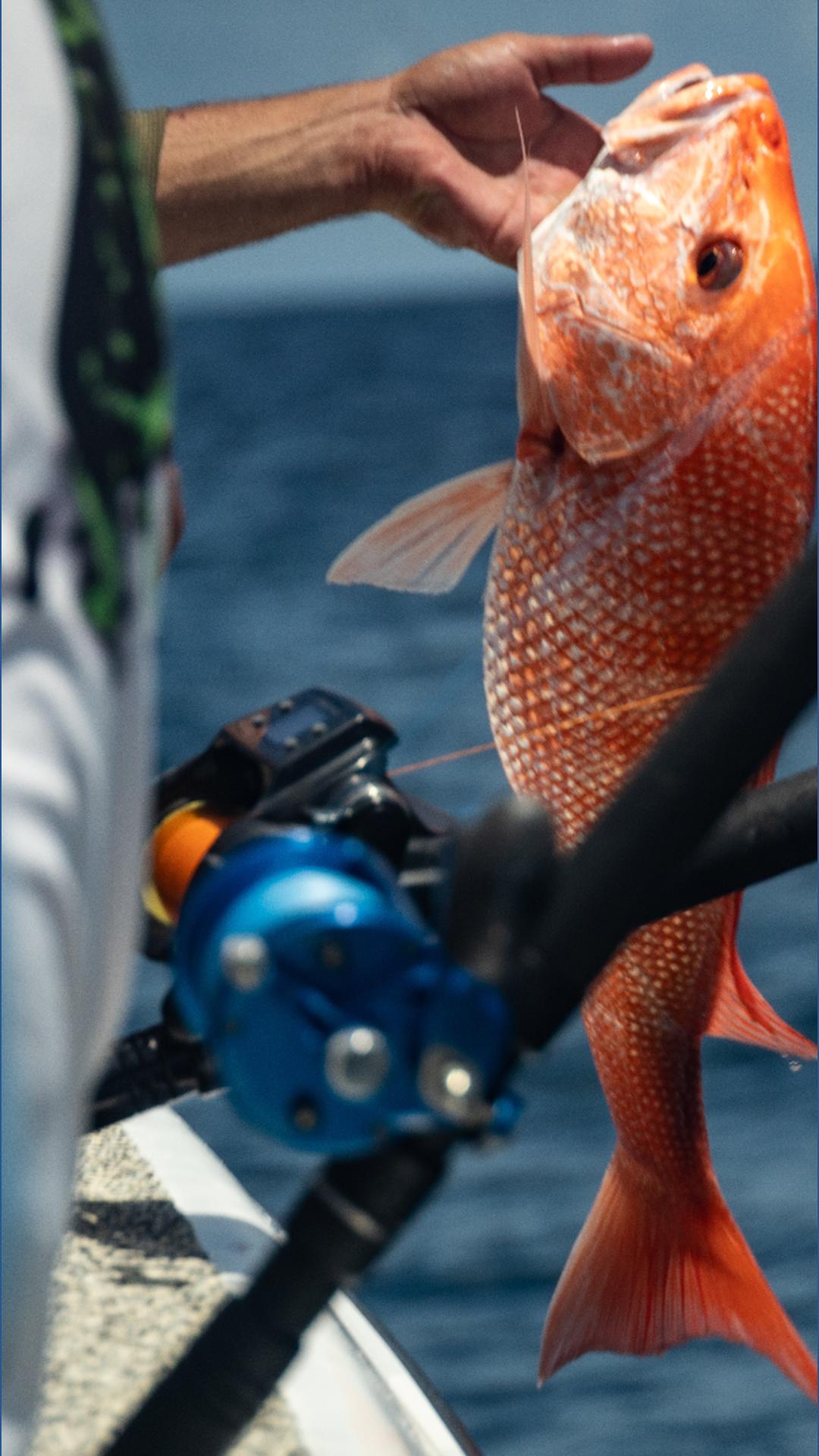 What are the red snapper mini-season rules? | wfmynews2.com