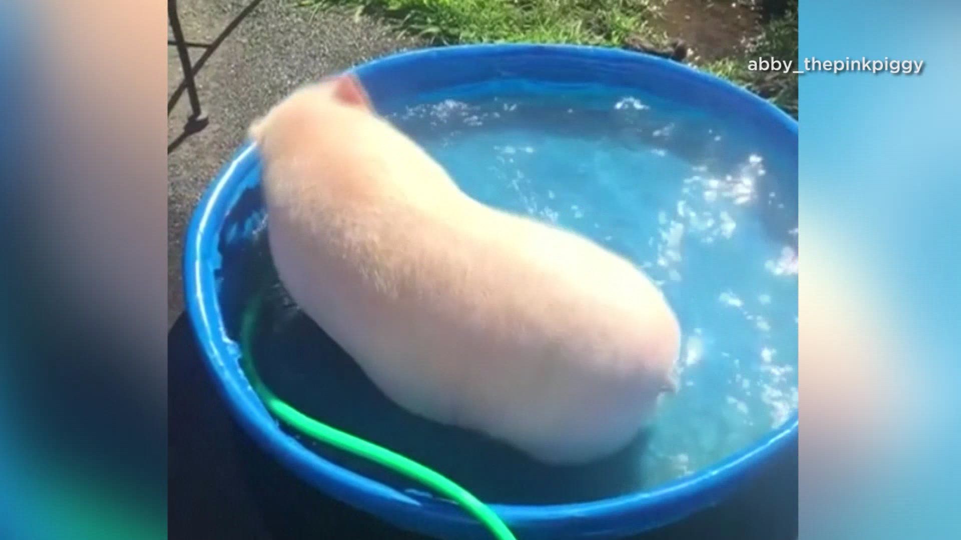 “Abby” the pig captured cooling off in a kiddie pool in Connecticut.