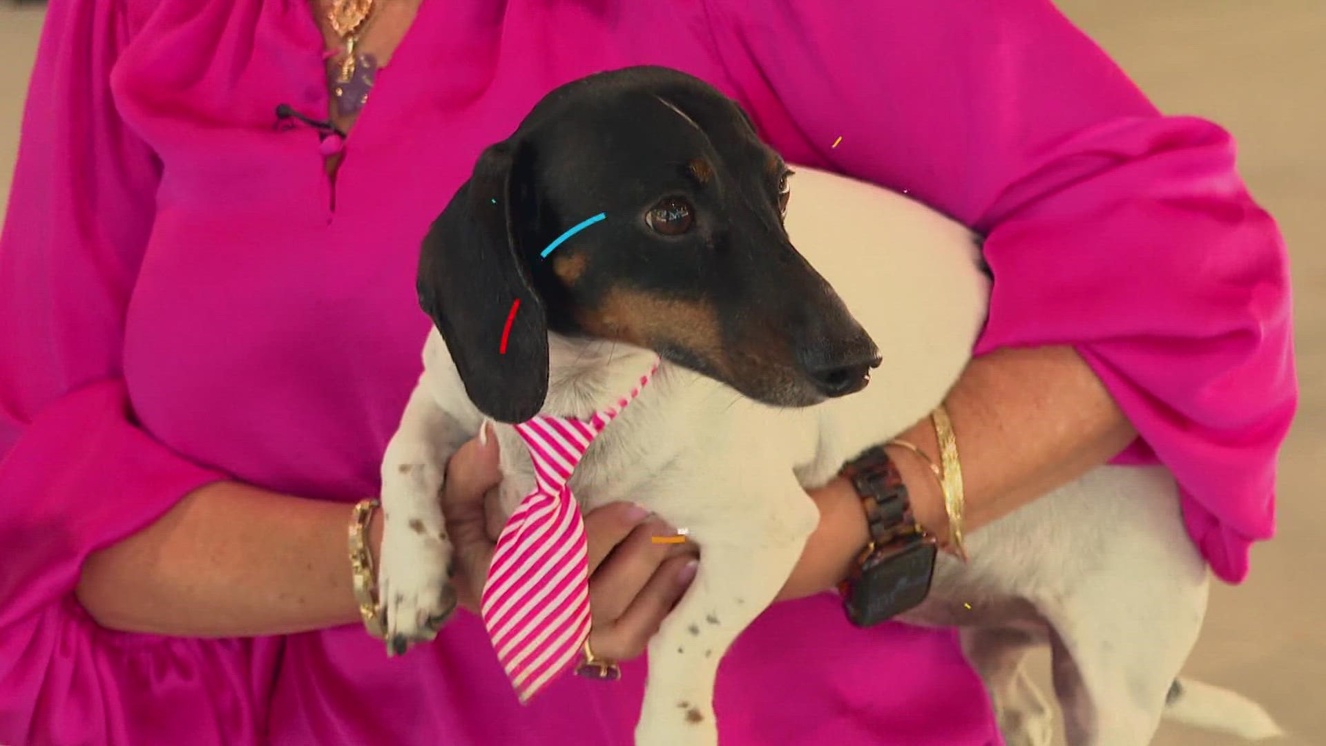 The upcoming 'Doxie Derby' involves cute dogs running around, raising money to help research breast cancer.