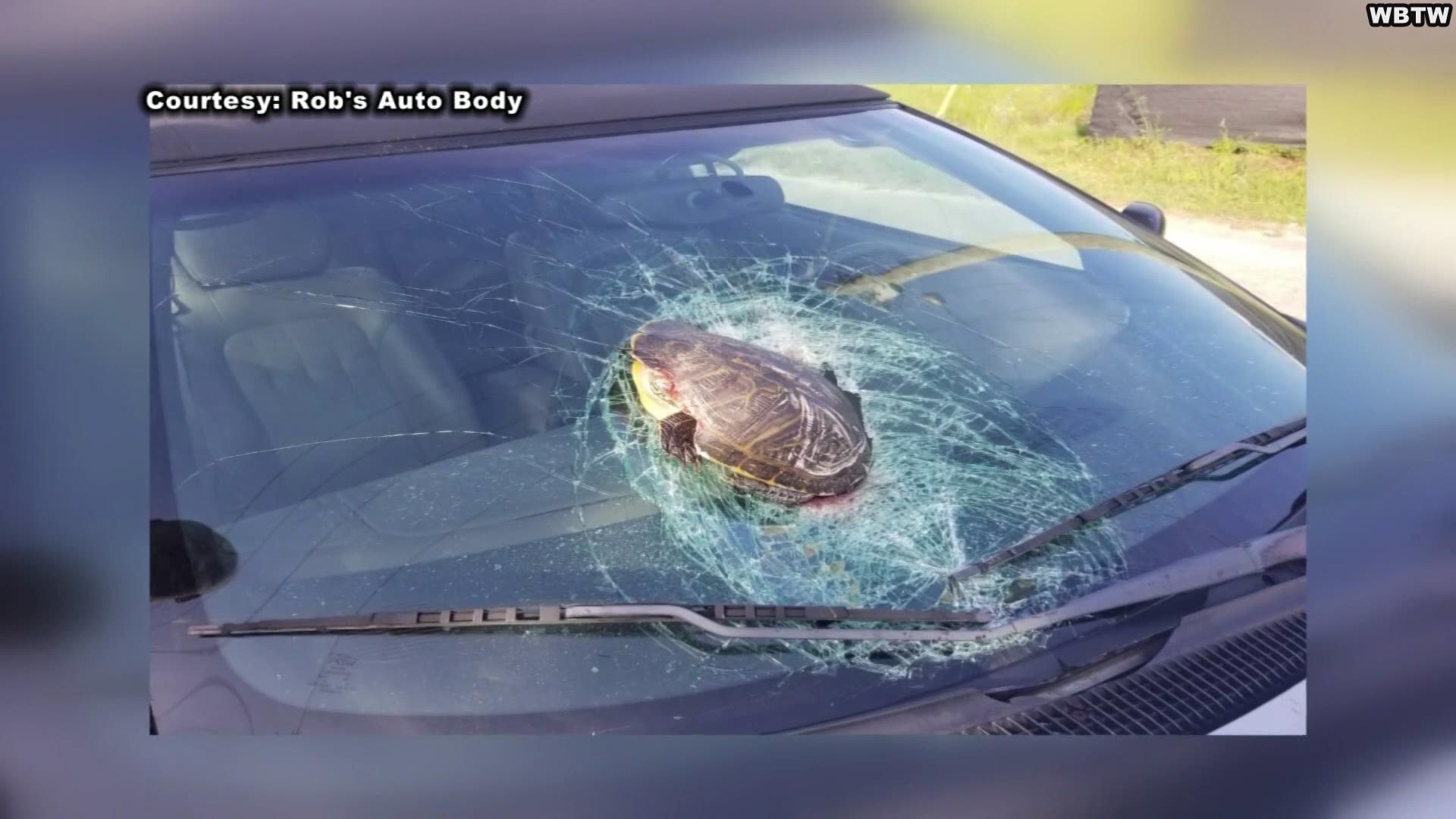 A South Carolina man was shocked when a tortoise flew into his windshield this week while driving down the highway.