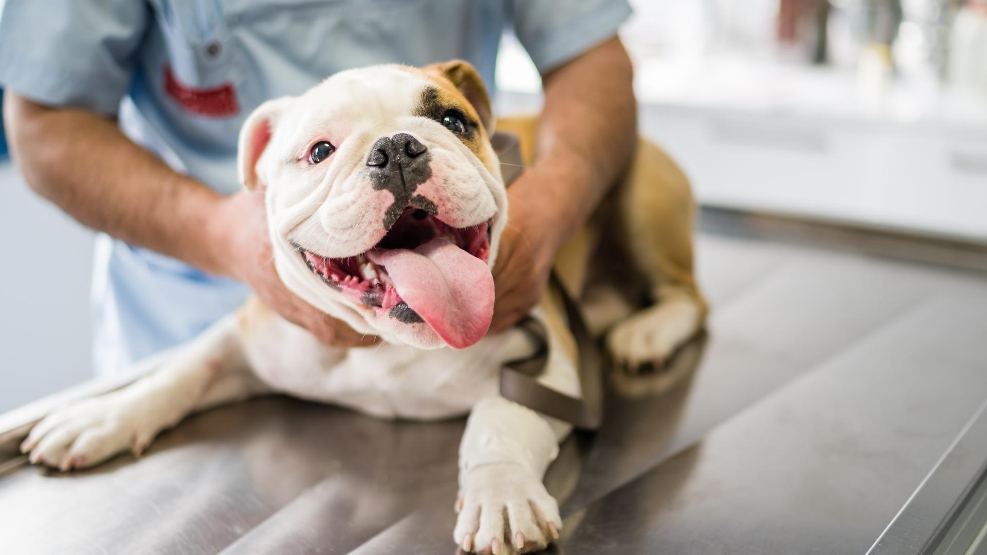 Local veterinarian answers your pet questions and gives ways to keep your pets safe during Halloween.