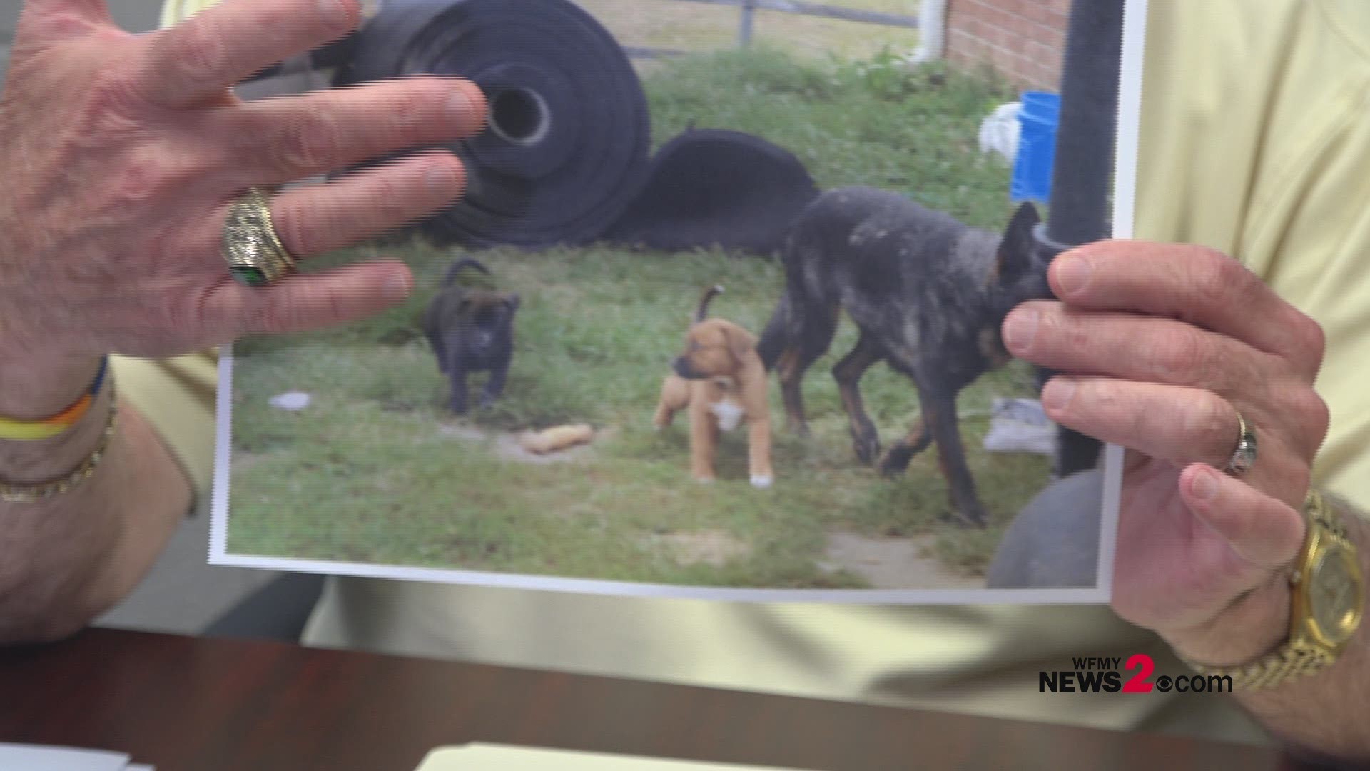 4 Dogs Found Dead 18 Removed From Kennel In Alamance County Sheriff Wfmynews2 Com